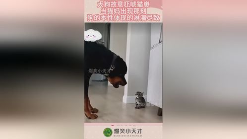 大狗故意吓唬猫崽，当猫妈出现那刻，狗的本性体现的淋漓尽致！
