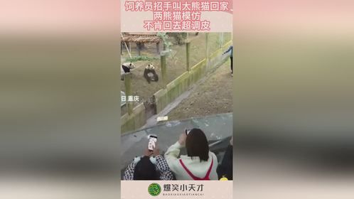 饲养员招手叫大熊猫回家，两熊猫模仿，不肯回去超调皮！