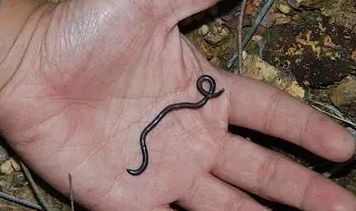 铁丝蛇是什么品种的蛇类？