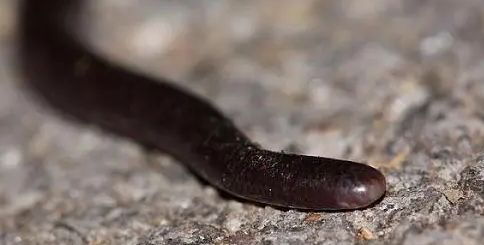 铁丝蛇是什么品种的蛇类？