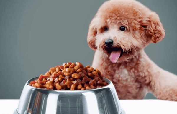 怎样自制泰迪幼犬狗粮