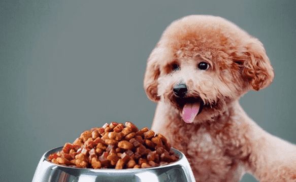 如何自制狗粮泰迪平价猫粮呢？