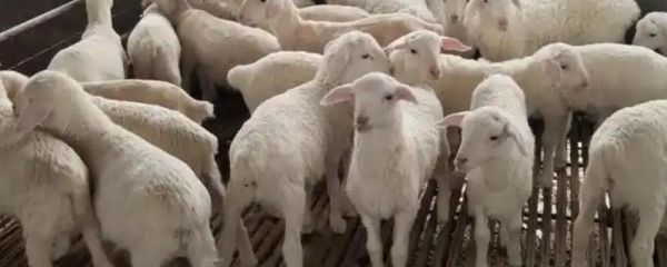 怎么搭配育肥羊的饲料，一般用玉米、麸皮、豆粕等材料配制