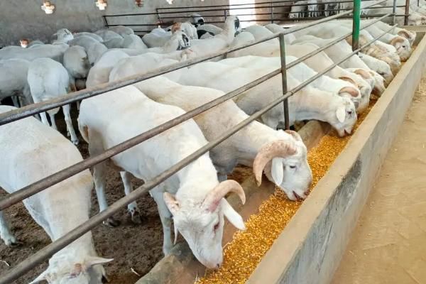 怎么搭配育肥羊的饲料，一般用玉米、麸皮、豆粕等材料配制