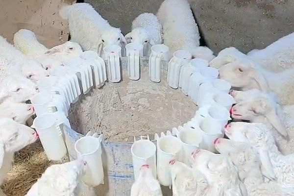 怎么搭配育肥羊的饲料，一般用玉米、麸皮、豆粕等材料配制