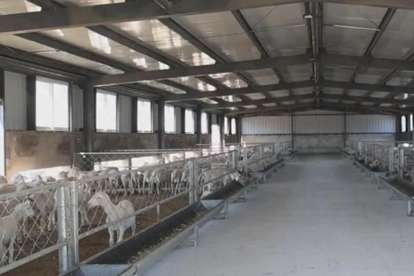 怎么搭配育肥羊的饲料，一般用玉米、麸皮、豆粕等材料配制