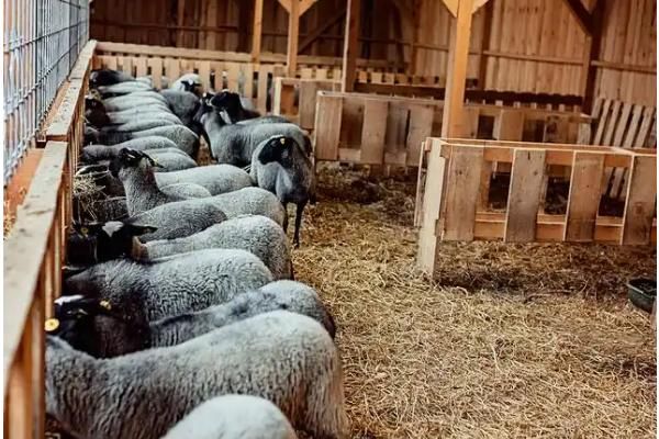 怎么搭配育肥羊的饲料，一般用玉米、麸皮、豆粕等材料配制