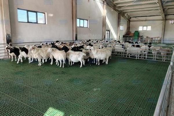 怎么搭配育肥羊的饲料，一般用玉米、麸皮、豆粕等材料配制