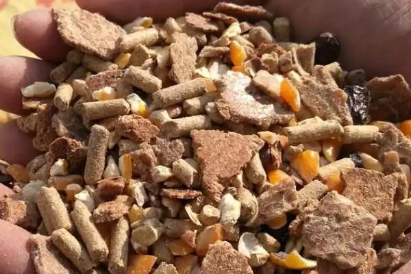 怎么搭配育肥羊的饲料，一般用玉米、麸皮、豆粕等材料配制