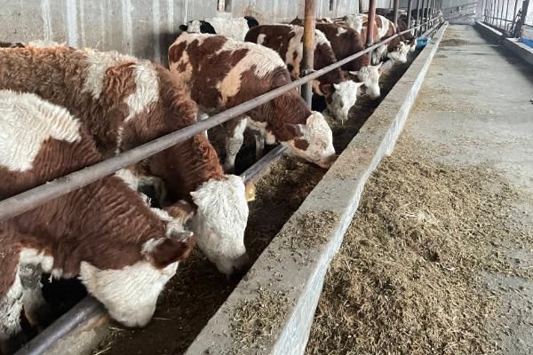 怎么搭配育肥羊的饲料，一般用玉米、麸皮、豆粕等材料配制