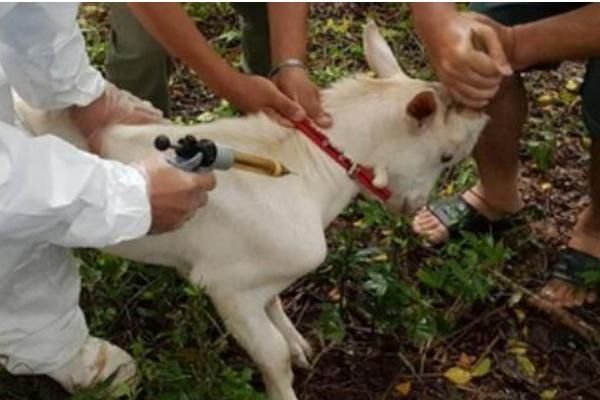 怎么搭配育肥羊的饲料，一般用玉米、麸皮、豆粕等材料配制