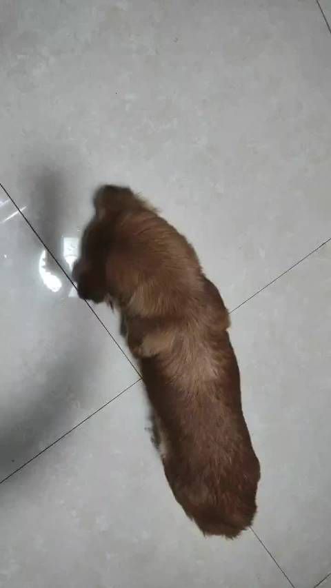 小土狗健康营养餐走红，燕麦鸡胸肉西兰花成标配