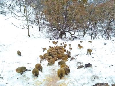 冬天一到,只要护林员一声吆喝 九里沟的猕猴就携家带口跑来聚餐了