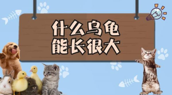 什么乌龟能长很大