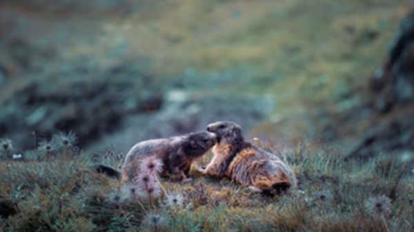 土拨鼠可以当宠物吗