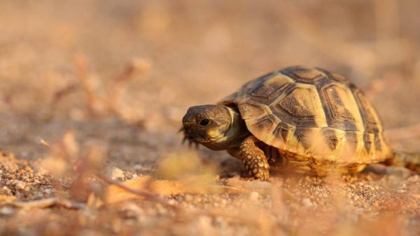 好养不臭的小型宠物