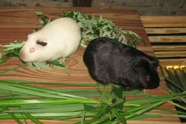 豚鼠适合养一只还是一对，属于群居动物养一对能防止孤单