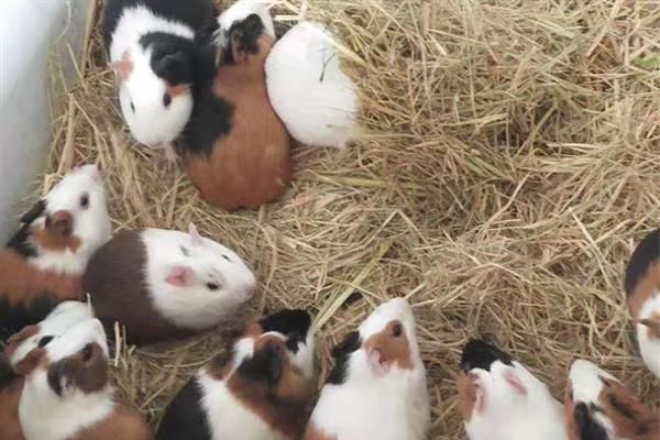 豚鼠适合养一只还是一对，属于群居动物养一对能防止孤单