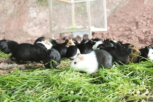 豚鼠适合养一只还是一对，属于群居动物养一对能防止孤单