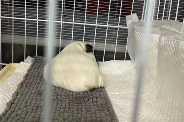 豚鼠适合养一只还是一对，属于群居动物养一对能防止孤单