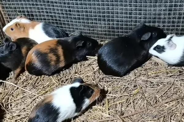 豚鼠适合养一只还是一对，属于群居动物养一对能防止孤单