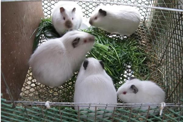 豚鼠适合养一只还是一对，属于群居动物养一对能防止孤单