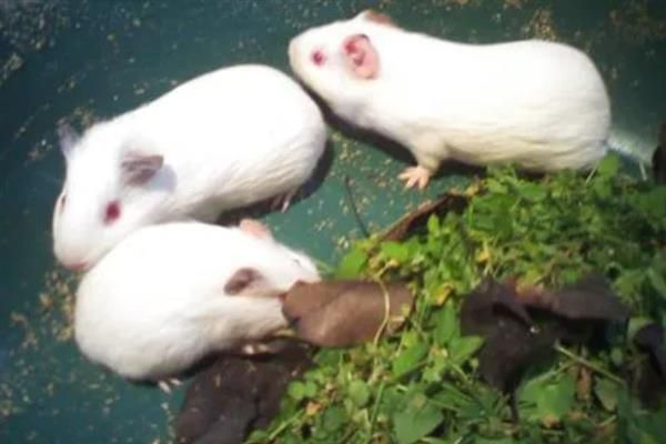 豚鼠适合养一只还是一对，属于群居动物养一对能防止孤单