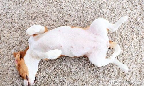 鸭心不宜喂狗，影响消化及健康。