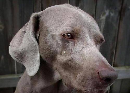 鸭心不宜喂狗，影响消化及健康。