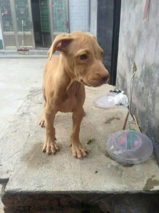 宠物知识:怎样正确的给狗狗增加营养？