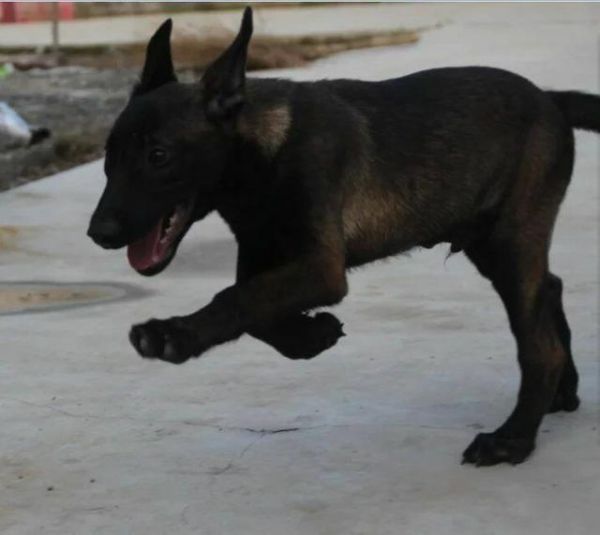 宠物知识:怎样正确的给狗狗增加营养？