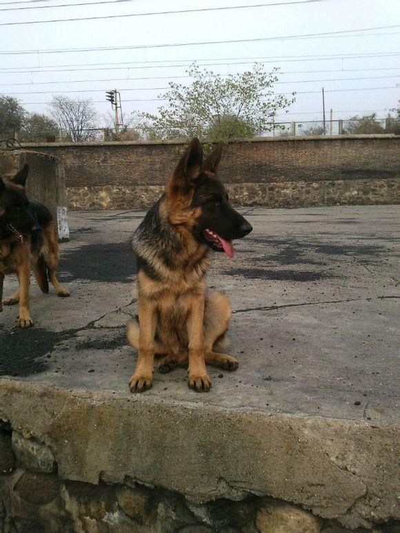 宠物知识:怎样正确的给狗狗增加营养？