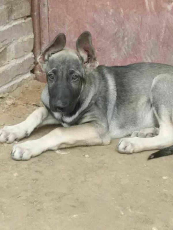 宠物知识:怎样正确的给狗狗增加营养？