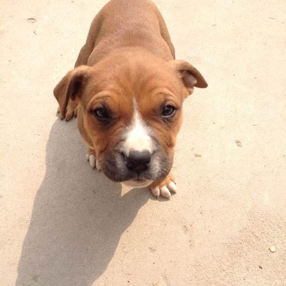 宠物知识:怎样正确的给狗狗增加营养？