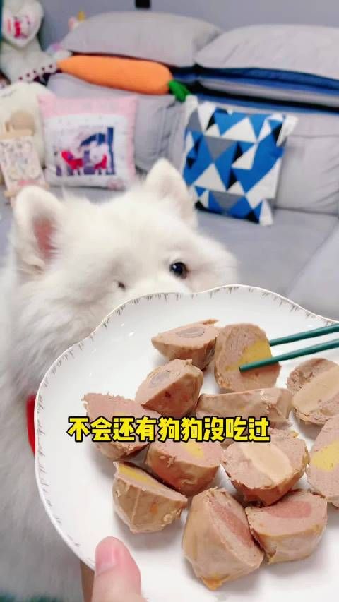 萌宠好物 真的没有哪个小狗狗能拒绝这个大肉蛋吧,四种口味……