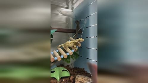 #睫角守宫 叫声很可爱#爬宠 #异宠 #爬宠日常 #萌宠互动