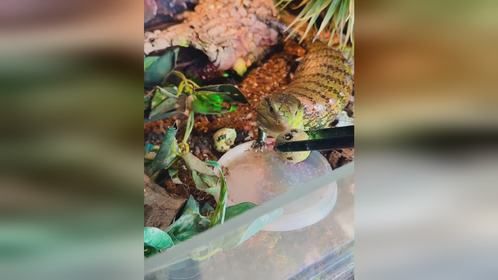 #宠物吃播 #蓝舌石龙子 吃鹌鹑蛋#爬宠 #异宠 #爬宠日常
