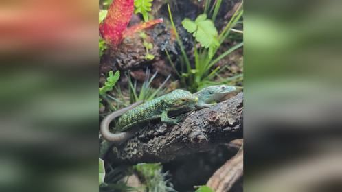 #小青龙 #墨西哥绿树鳄蜥 #爬宠 #异宠 #爬宠日常