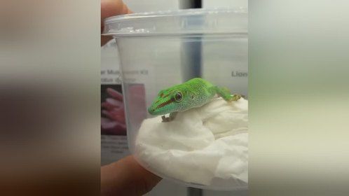 是因为白天出门，才叫#日行守宫 ？#爬宠 #异宠 #爬宠日常