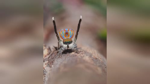 #爬宠 #异宠 #爬宠日常#跳蛛 #孔雀跳蛛 #笑脸孔雀跳蛛