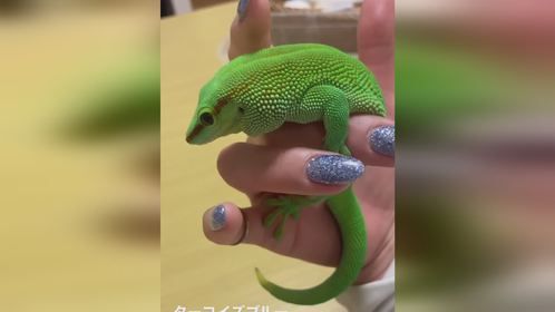 #爬宠 #异宠 #爬宠日常 #守宫 #日行守宫