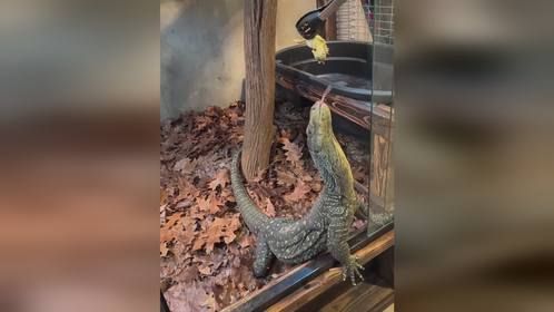 肌肉男#萨氏巨蜥 。#爬宠 #异宠 #爬宠日常 #巨蜥