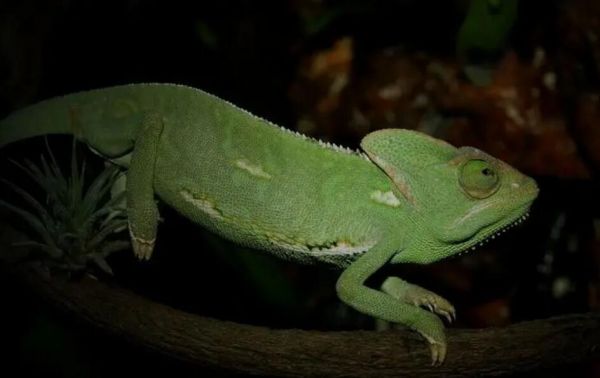 高冠变色龙价格种类图鉴