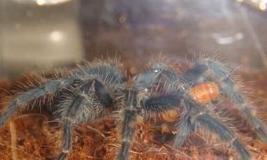 海地咖啡食鸟蜘蛛属于什么品种？有哪些喂养的技巧呢？