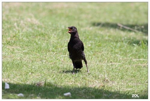 八哥独立觅食：揭秘宠物八哥自我喂养的秘诀