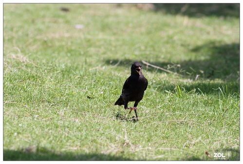 八哥独立觅食：揭秘宠物八哥自我喂养的秘诀