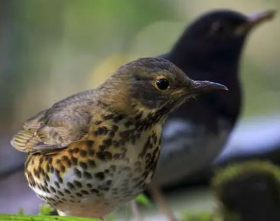 鸫科鸟吃什么？不妨来看看吧