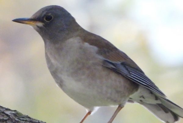 鸫科鸟吃什么？不妨来看看吧