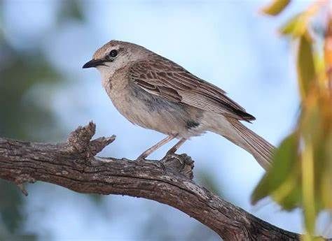 棕鹨莺的饲养秘诀有些？那就快来看看这篇喂养指南吧！