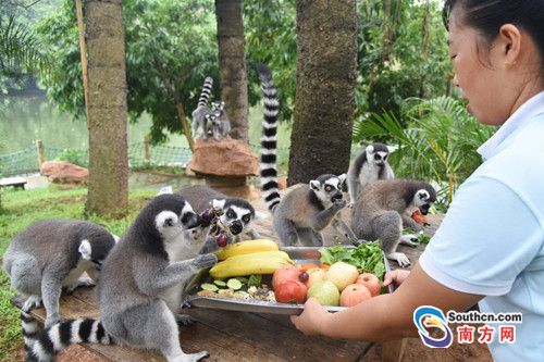 色香味俱全！动物秋季“进补”原来吃这些